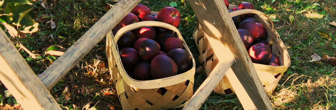 Pick apples with your kids in New York